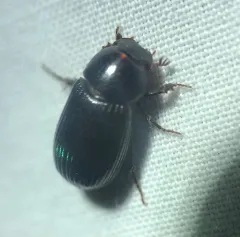 Stenotothorax badipes thumbnail 2