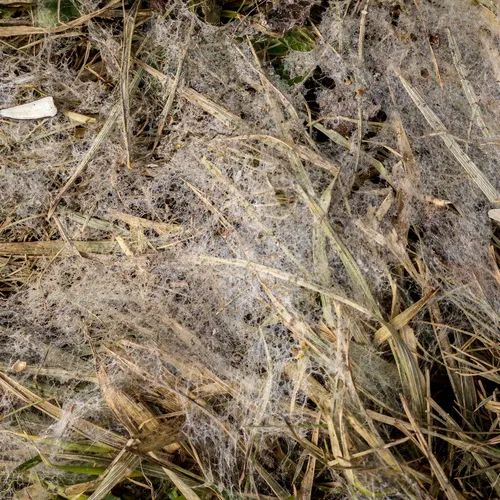 Gray Snow Mold