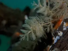 Spiral Bryozoan thumbnail 1