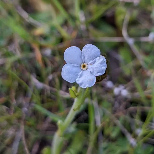 Rusty Popcornflower