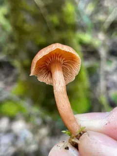 Winter twiglet thumbnail 3