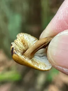 Flammulina filiformis thumbnail 3