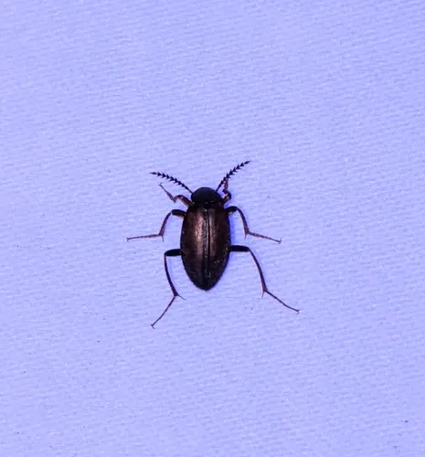 Catoptrichus frankenhaeuseri