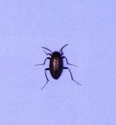 Catoptrichus frankenhaeuseri thumbnail 1