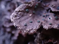 Abrothallus welwitschii thumbnail 3