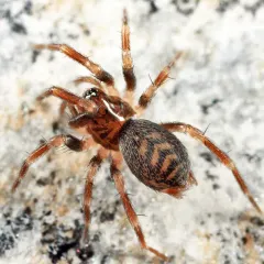 Antistea brunnea thumbnail 2