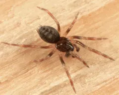 Ash Hahniid Spider thumbnail 4