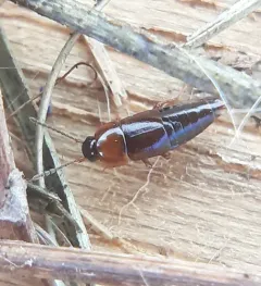 Tachinus corticinus thumbnail 1