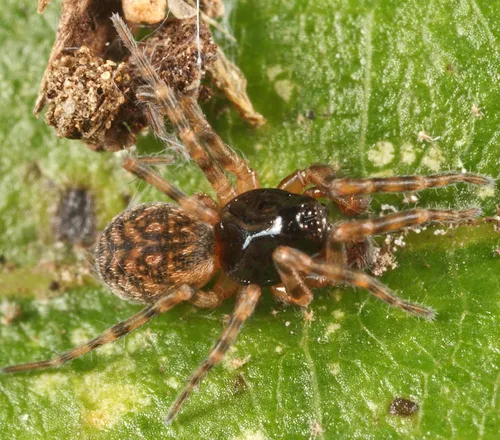 Neoantistea agilis