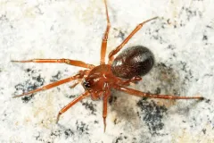 Centromerus sylvaticus thumbnail 2