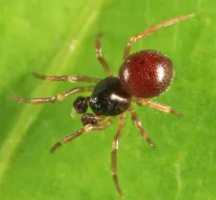 Ceratinella brunnea thumbnail 1