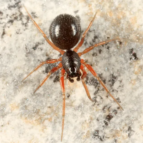 Ceratinops crenatus