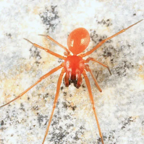 Ceratinopsis interpres