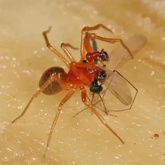 Gonatium crassipalpum thumbnail 2