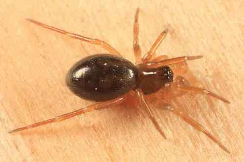 Grammonota pictilis