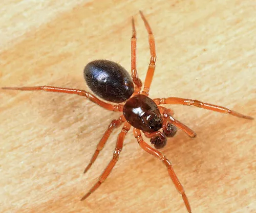 Hybauchenidium cymbadentatum
