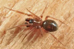Mermessus maculatus thumbnail 2