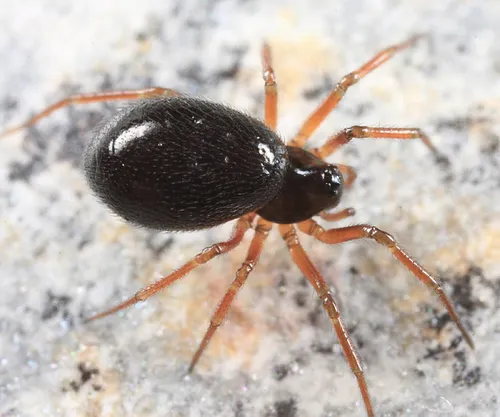 Souessa spinifera