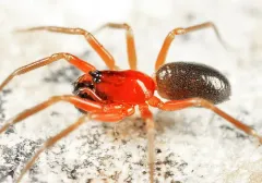 Walckenaeria communis thumbnail 2