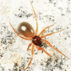 Walckenaeria pallida thumbnail 2