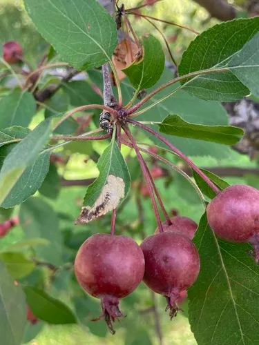 Dusty Apple Pigmy