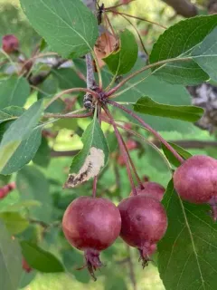 Dusty Apple Pigmy thumbnail 1