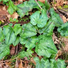 Ivy-leaved cyclamen thumbnail 1