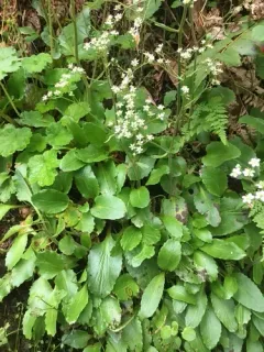 Gorman's Saxifrage thumbnail 2