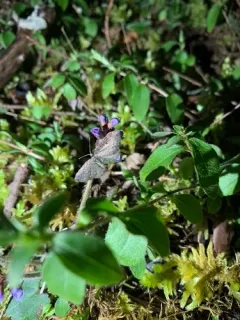 Eupithecia olivacea thumbnail 2