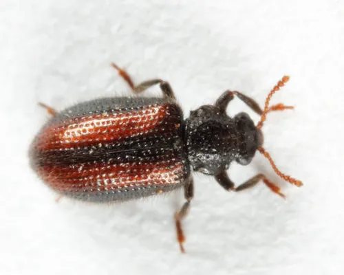 Laricobius rubidus