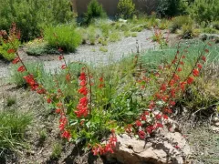 firecracker penstemon thumbnail 2