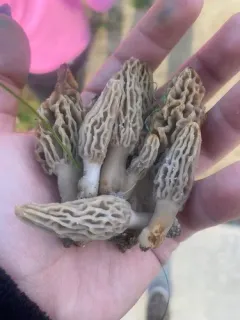 Woodchip Morel thumbnail 3