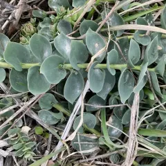 Balkan toadflax thumbnail 1