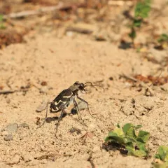 Oblique-lined Tiger Beetle thumbnail 3
