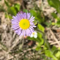 robin's-plantain thumbnail 3
