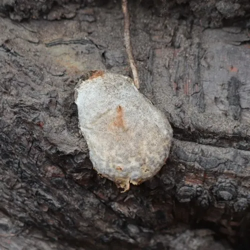 False Puffball