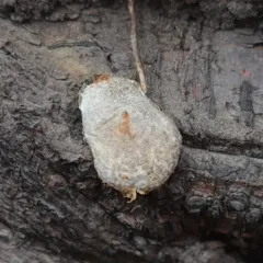 False Puffball thumbnail 1