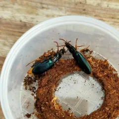 Pytho americanus thumbnail 2
