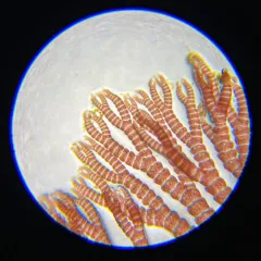 Campylaephora gardneri thumbnail 2