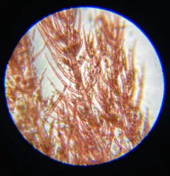 Hollenbergia subulata thumbnail 2