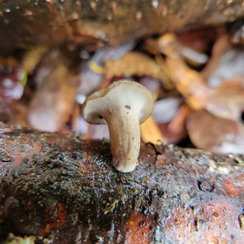 Picipes tubaeformis