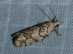 Epinotia subviridis thumbnail 2
