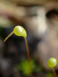 Banded Cord-moss thumbnail 4