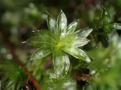 Canary Bryum Moss thumbnail 2