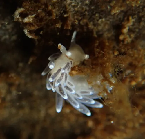 Neat Aeolid