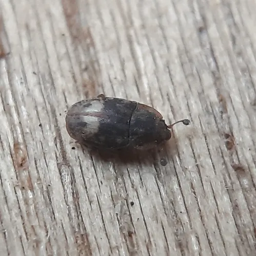 Northern Sap Beetle
