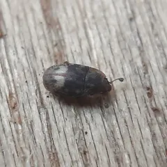 Northern Sap Beetle thumbnail 1