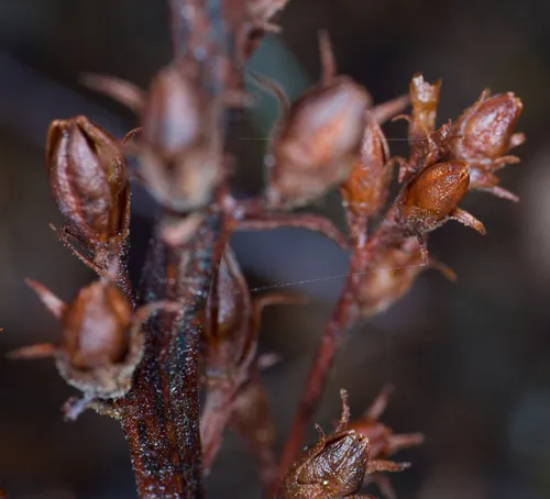 conifer broomrape