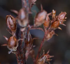 conifer broomrape thumbnail 1