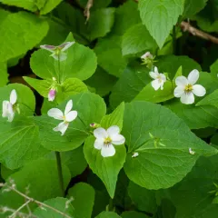 Canada Violet thumbnail 3